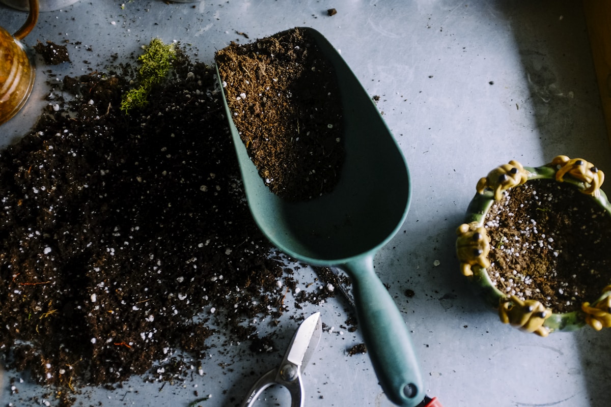 Green plant growing from soil symbolizing the organic development of mathematical ability through sustained effort